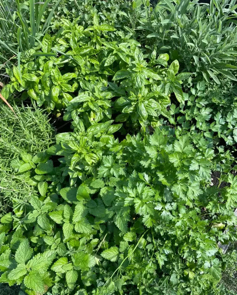 herb garden outdoor ideas for beginners