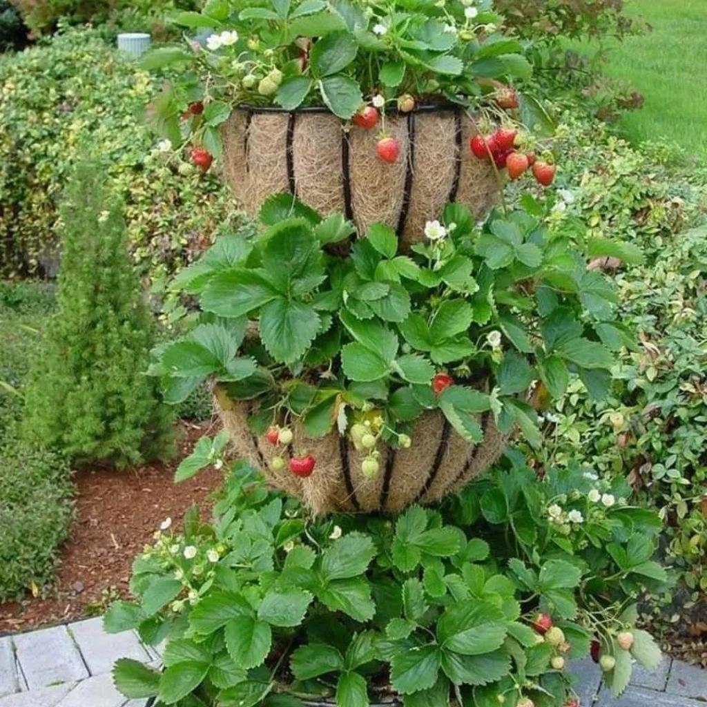 herb garden outdoor ideas for busy gardeners