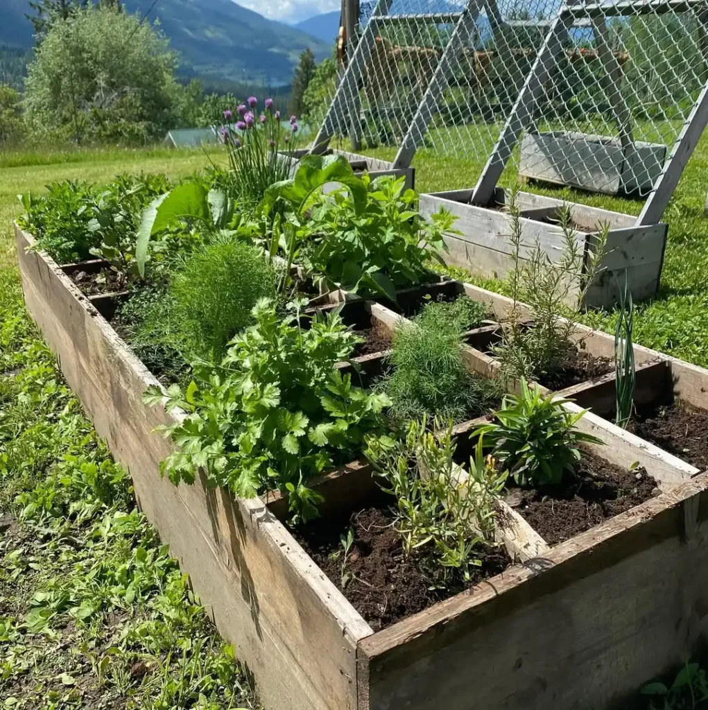 herb garden outdoor ideas with recycled containers
