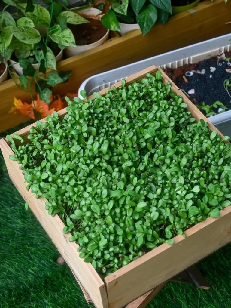 indoor fenugreek garden