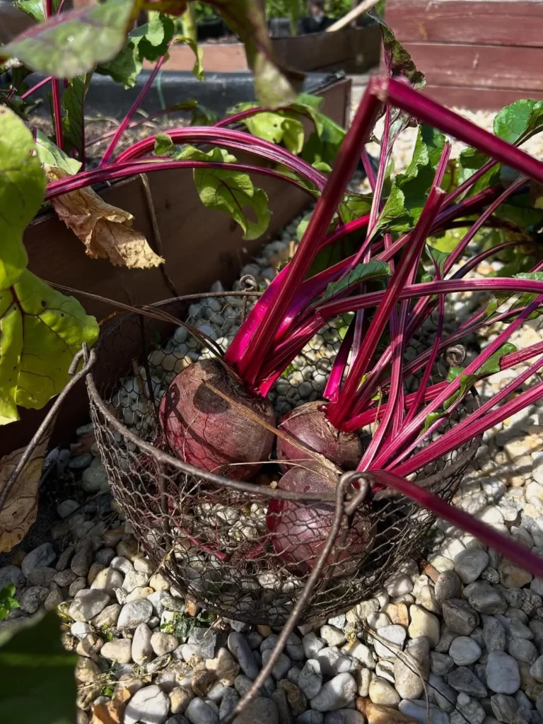 interplanting beets