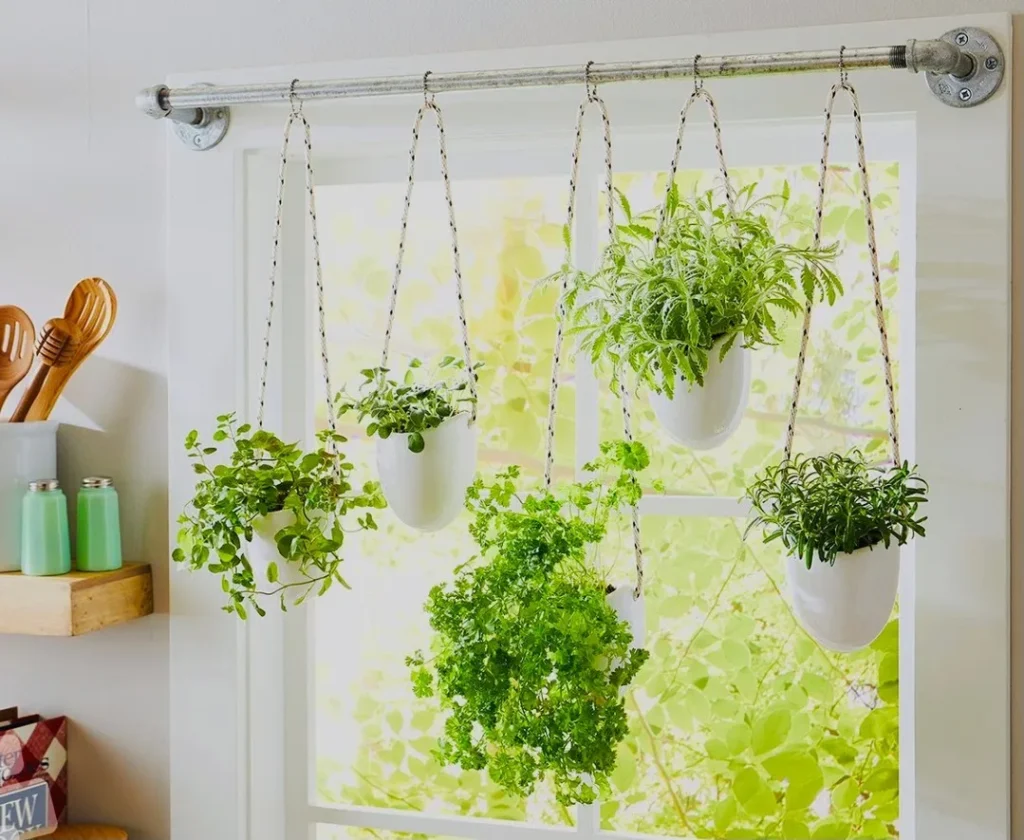 kitchen herb plant
