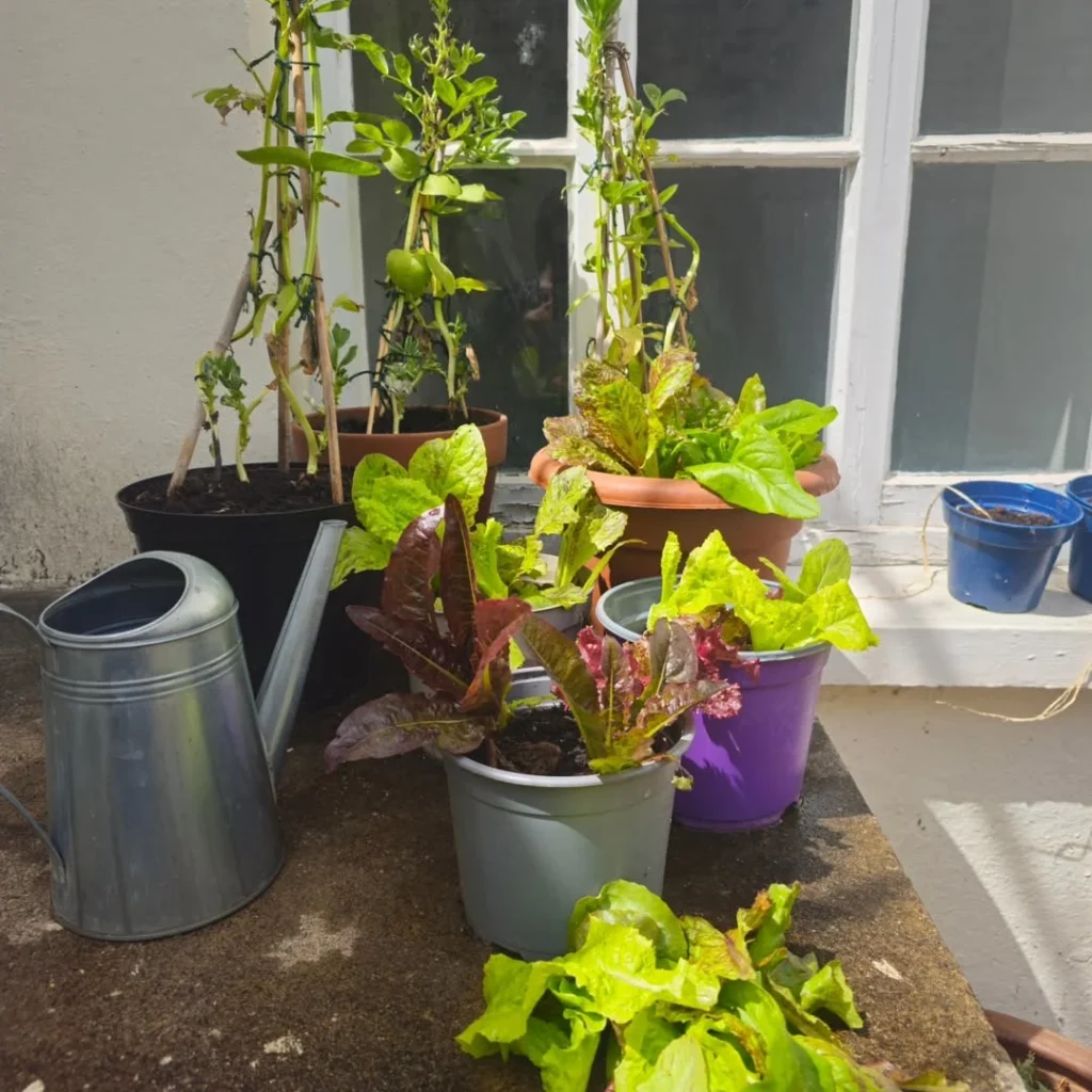 Low Maintenance Vegetable Gardening in Pots Perfect for Busy Gardeners lettuce plants in pots