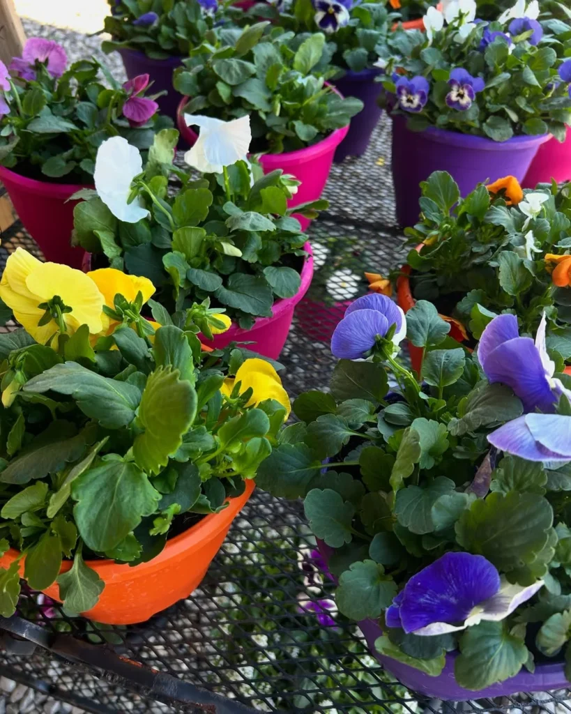 low maintenance pansy doorstep pots