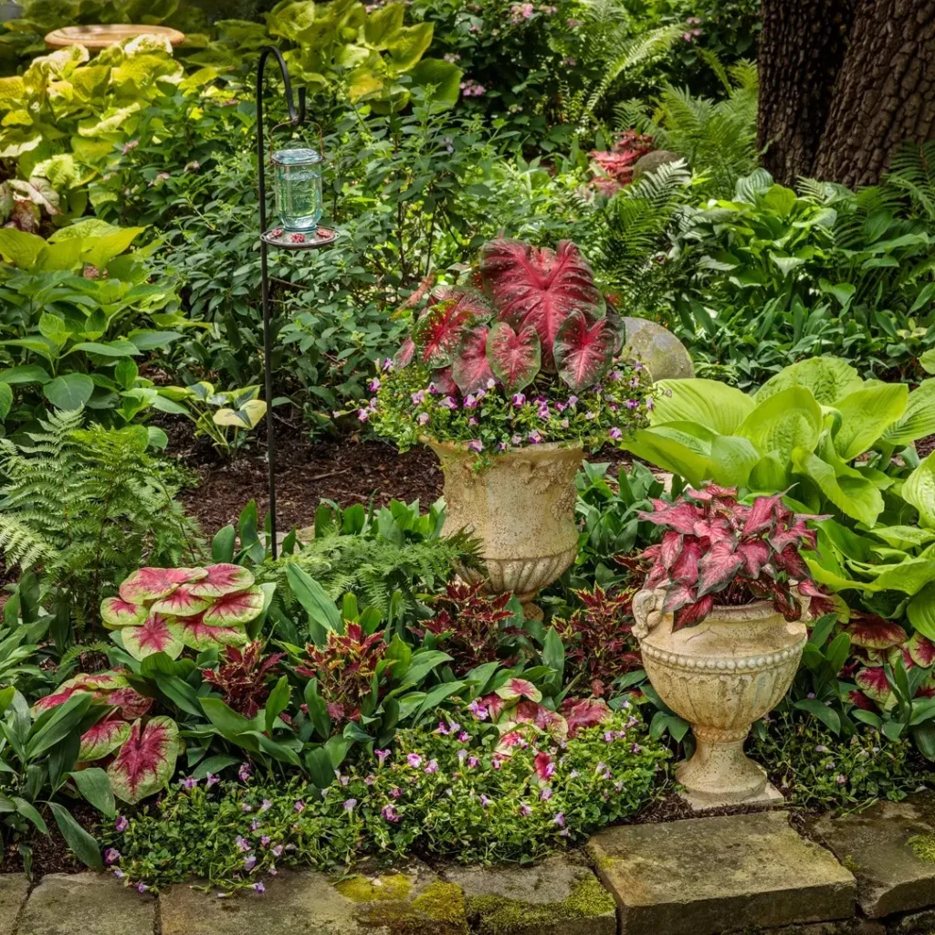 lush hosta shade containers