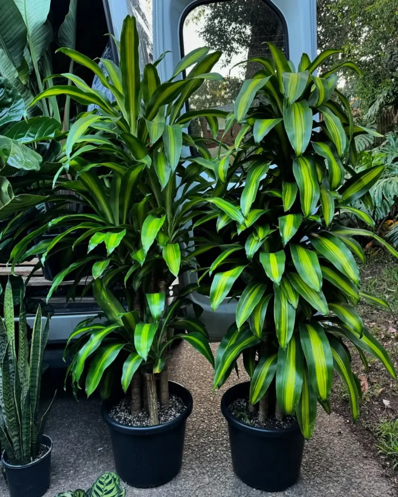 lush and tall happy plants in pot