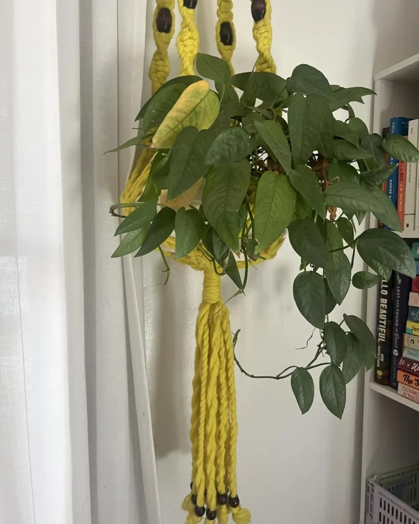 macrame hanging planter