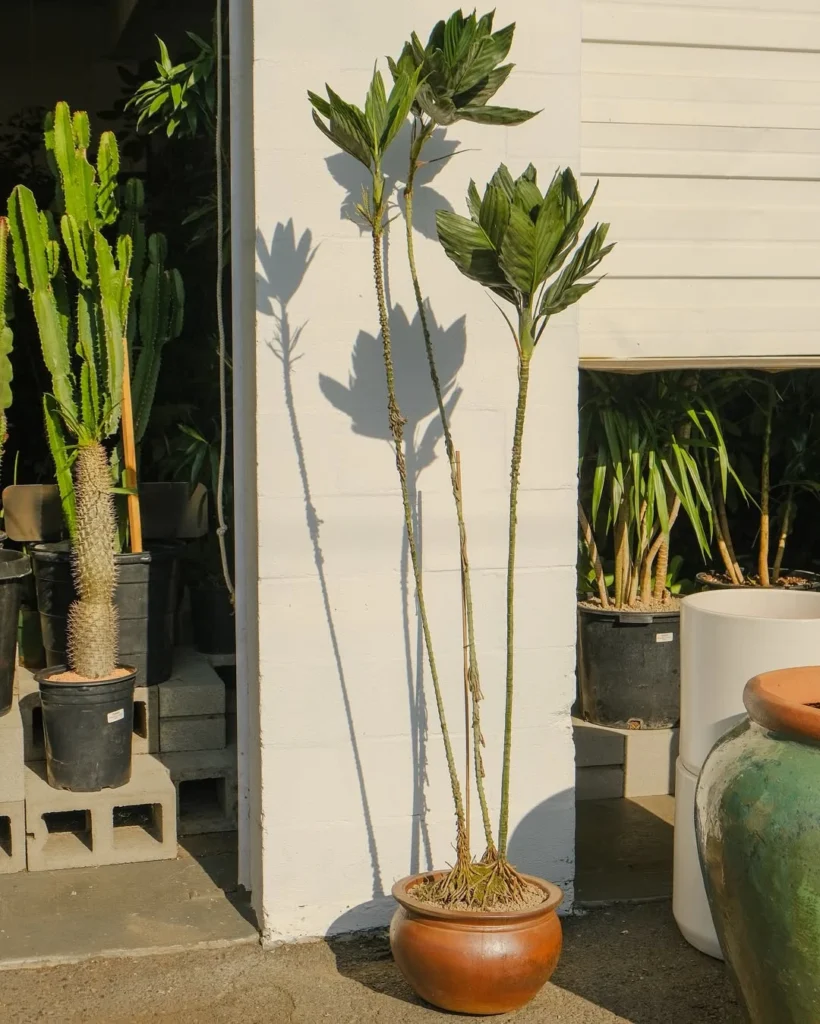 metallica potted palm trees