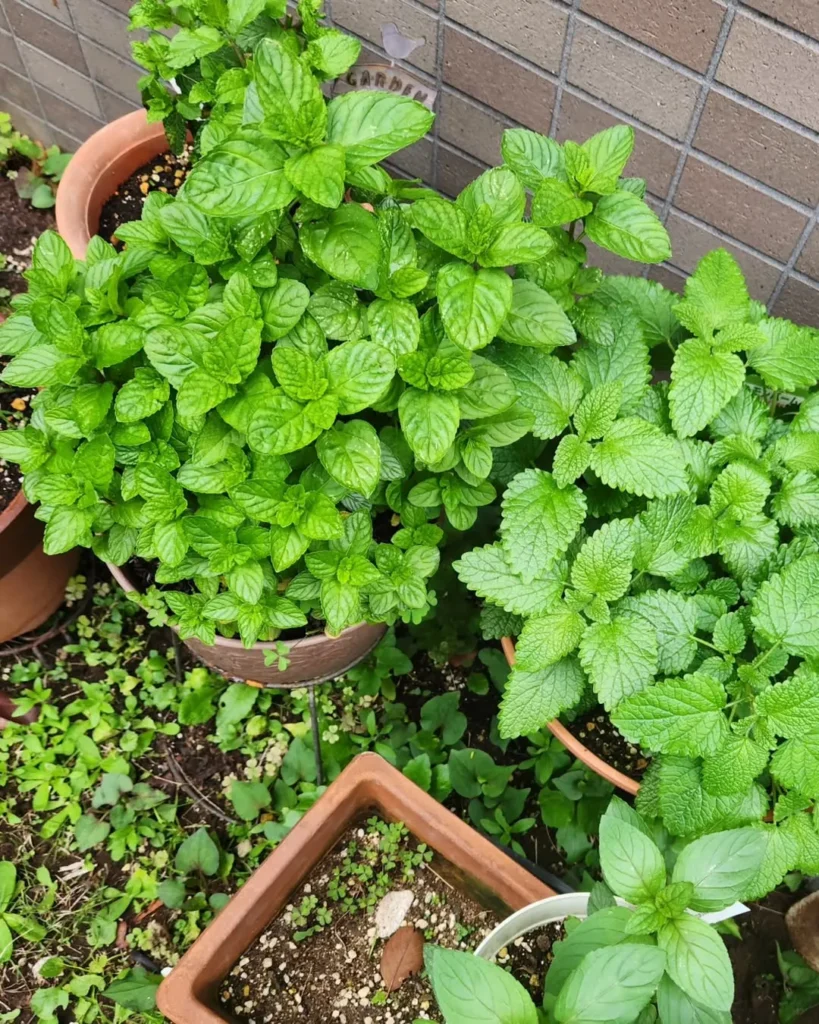 mint herb plant 1