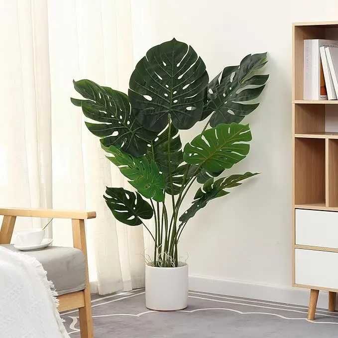 monstera plant