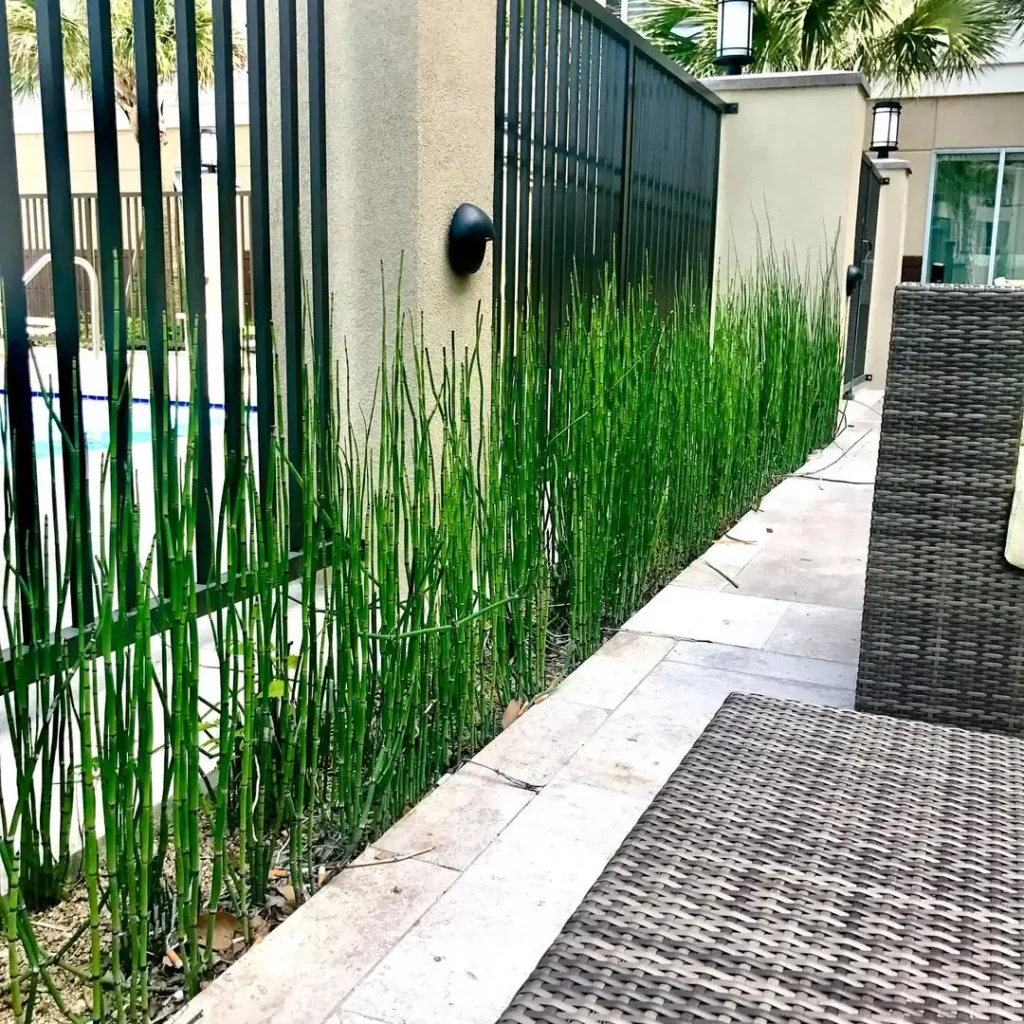 native shrubs for fence privacy