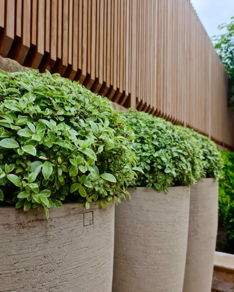 Natural Privacy Fence Designs with Fast Growing Greenery