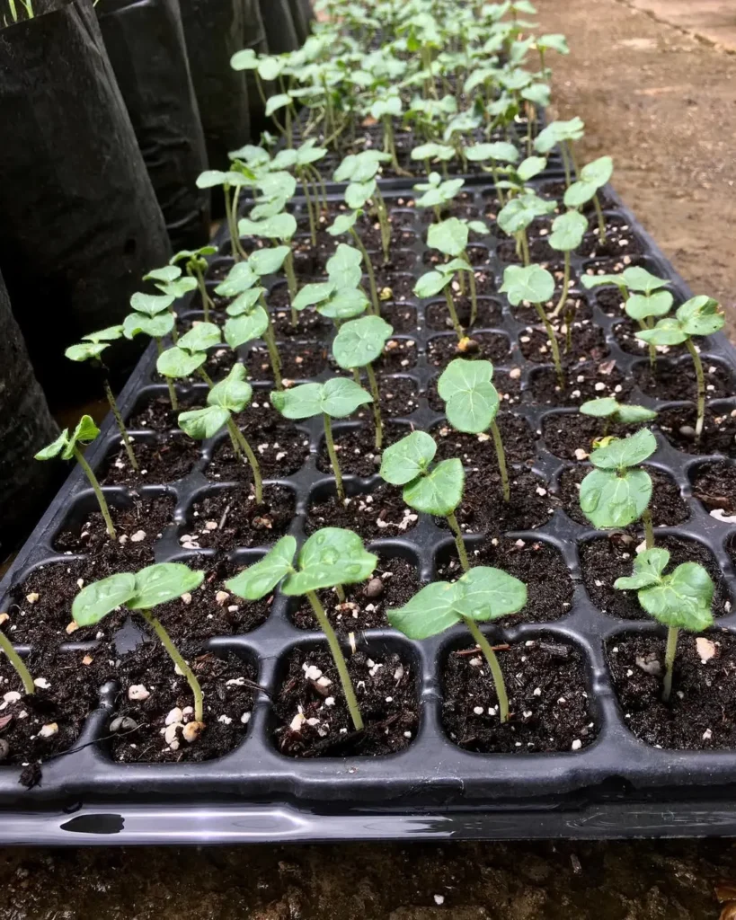 Low Maintenance Vegetable Gardening in Pots Perfect for Busy Gardeners okra plants in pots