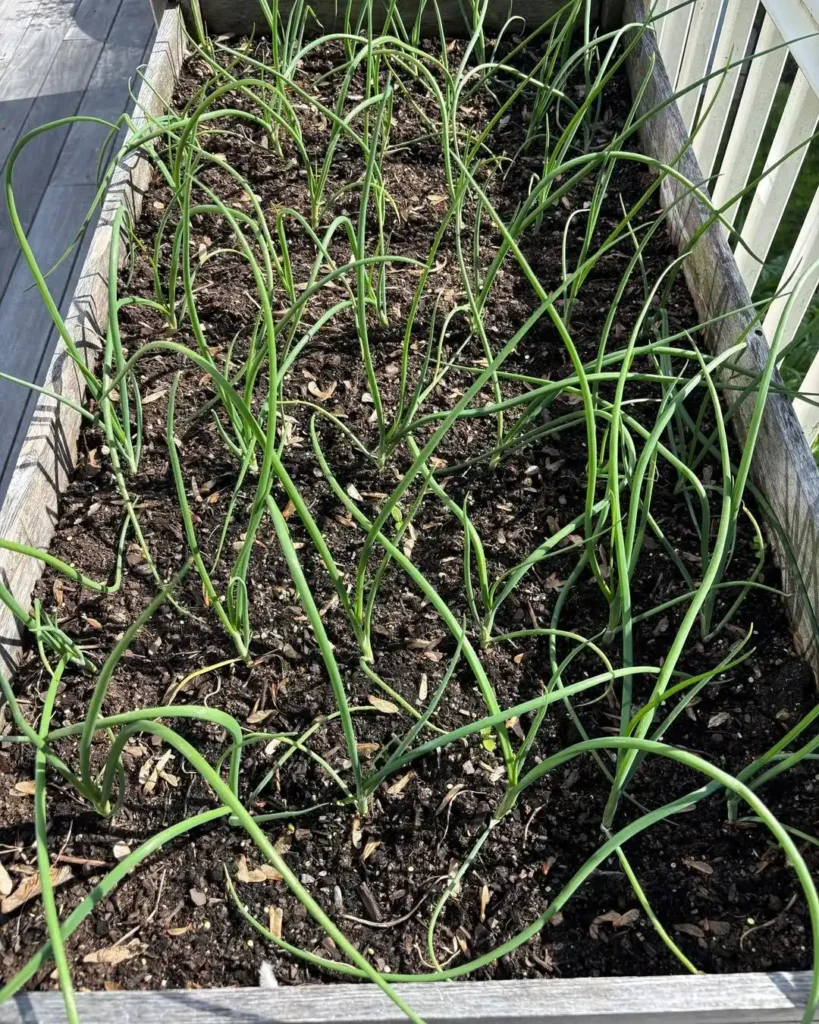 Low Maintenance Vegetable Gardening in Pots Perfect for Busy Gardeners onion plants in pots