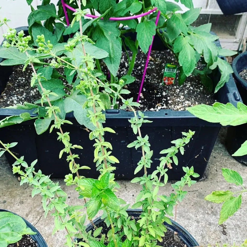 oregano herb garden