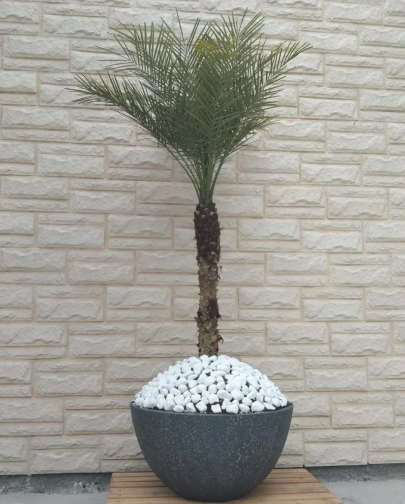 phoenix palm with fiber glass pot