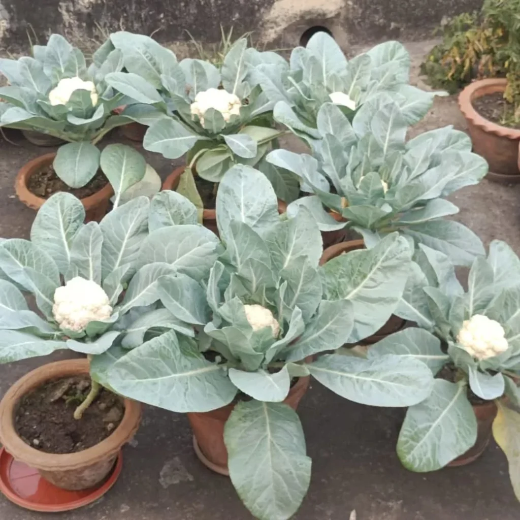 pot cauliflower garden