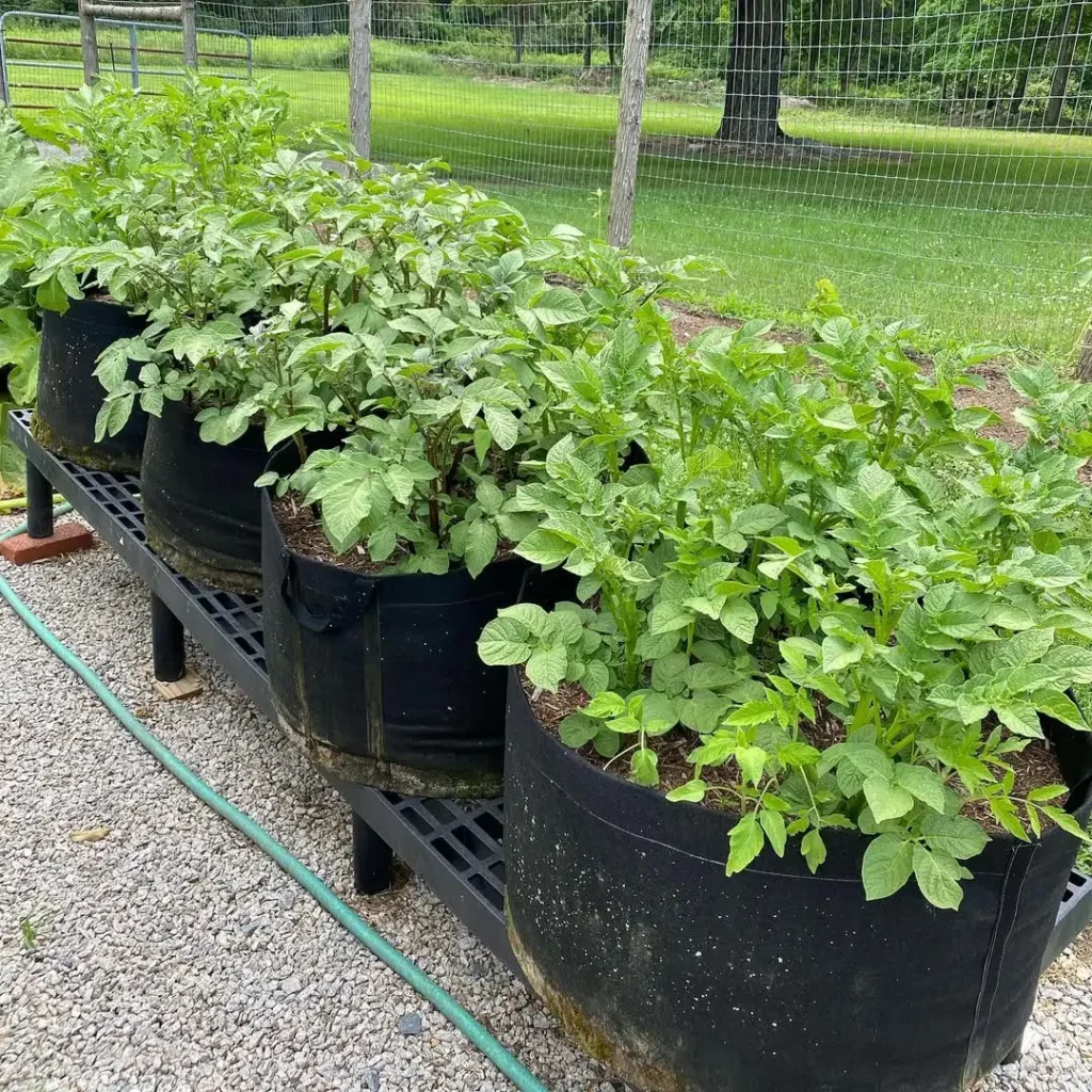 Low Maintenance Vegetable Gardening in Pots Perfect for Busy Gardeners potato plants in pots