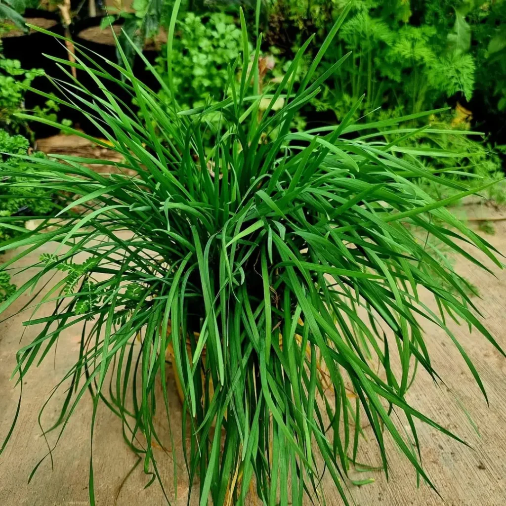potted garlic chives plant