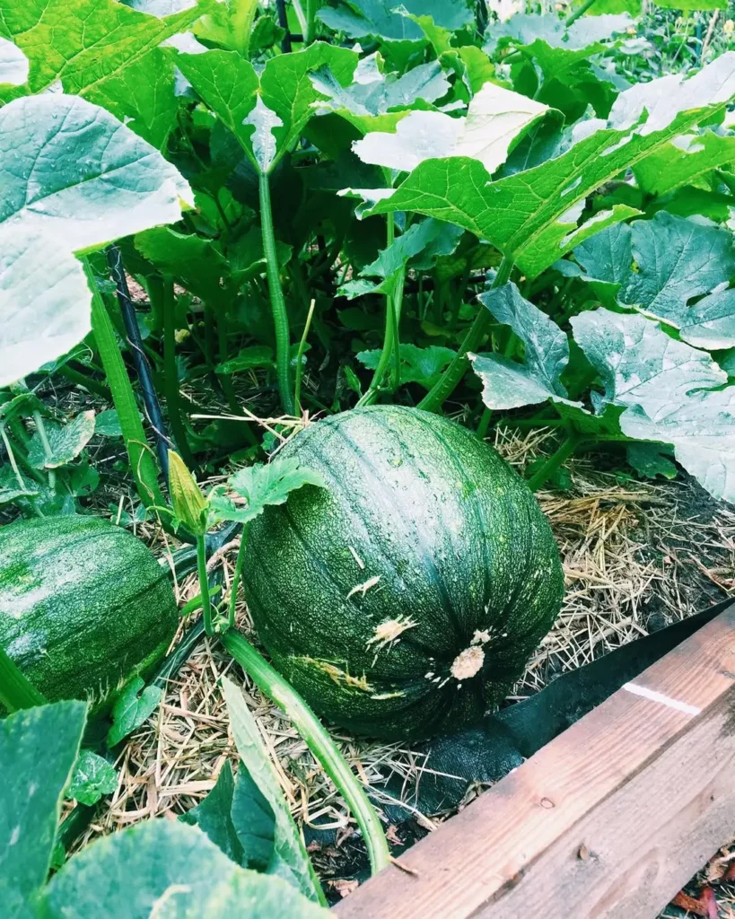 Low Maintenance Vegetable Gardening in Pots Perfect for Busy Gardeners pumpkin plants in pots