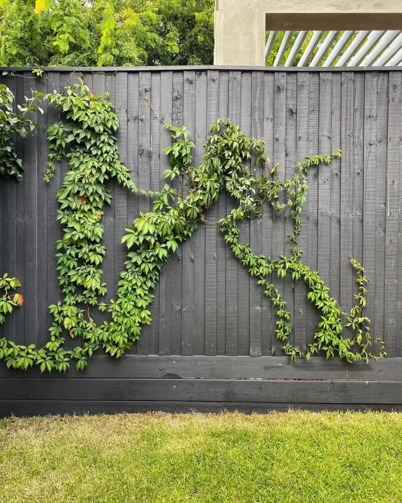 quick vines for fence screening