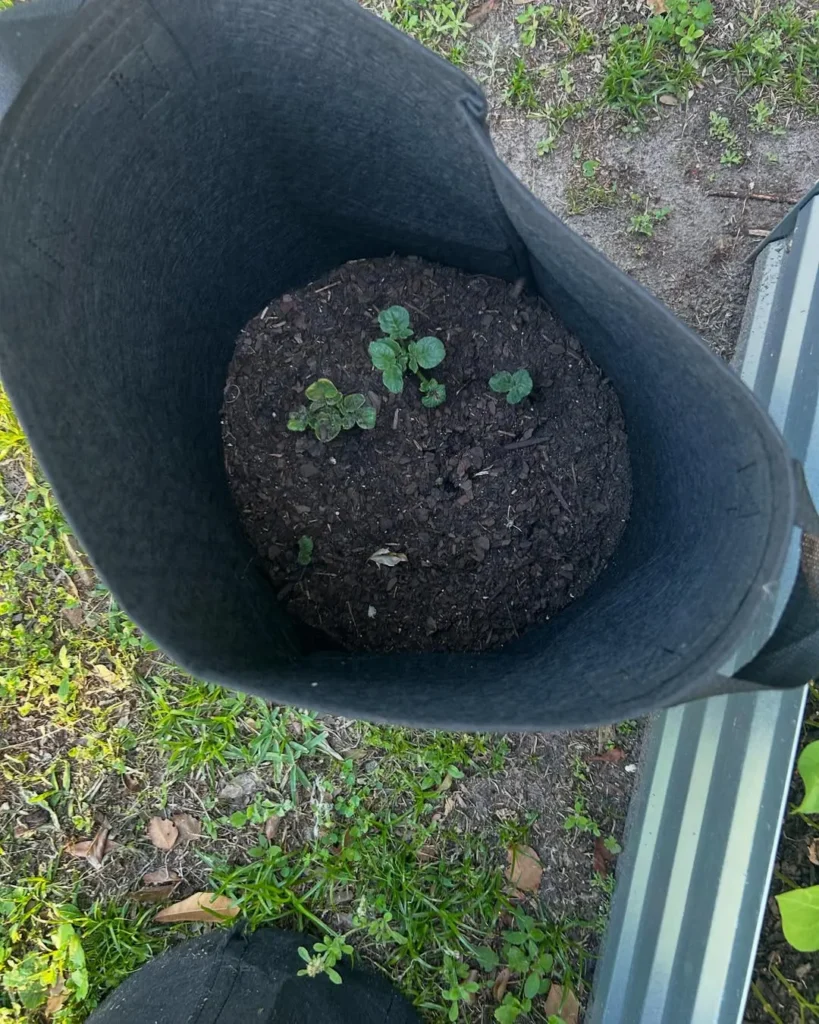 Low Maintenance Vegetable Gardening in Pots Perfect for Busy Gardeners radish plants in pots