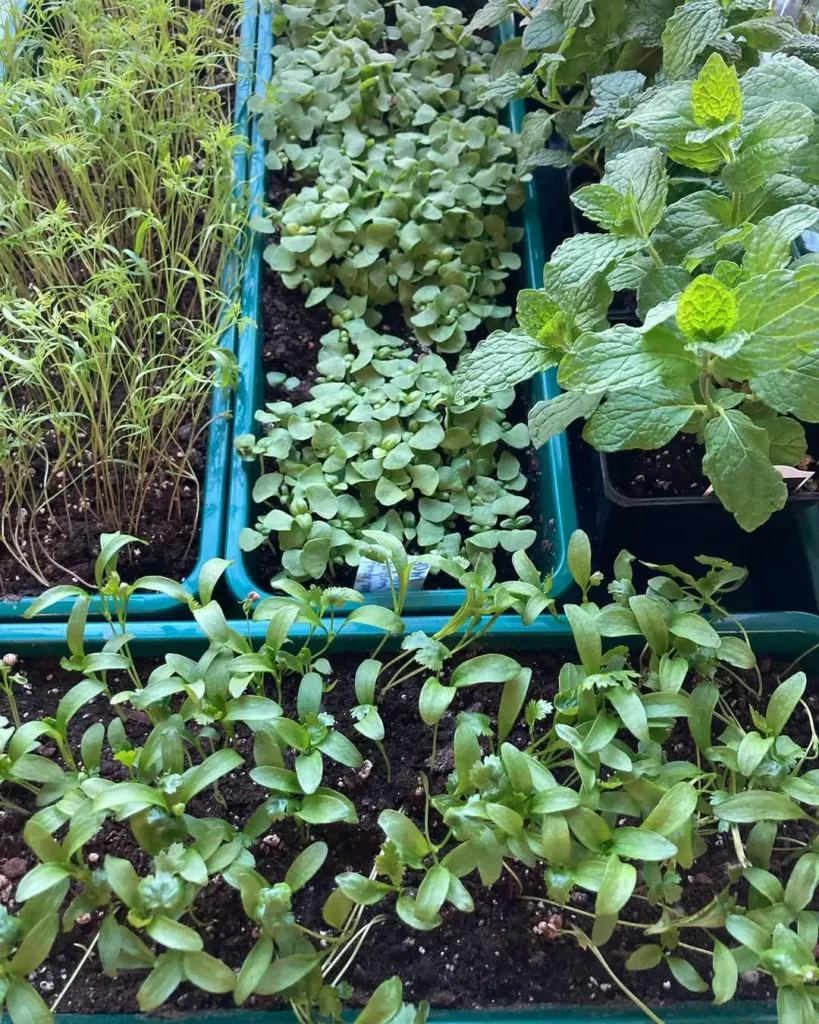 raised bed herb garden outdoor ideas