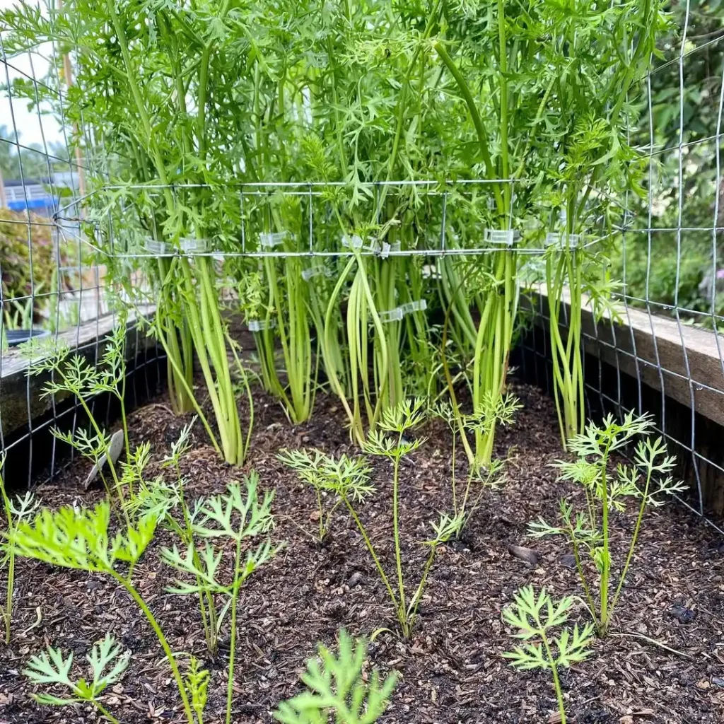 raised carrot bed