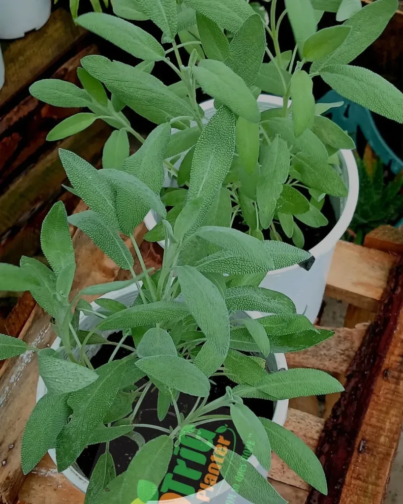 sage herb garden