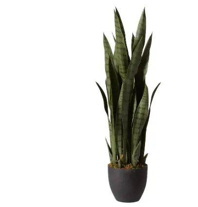 sansevieria with black planter