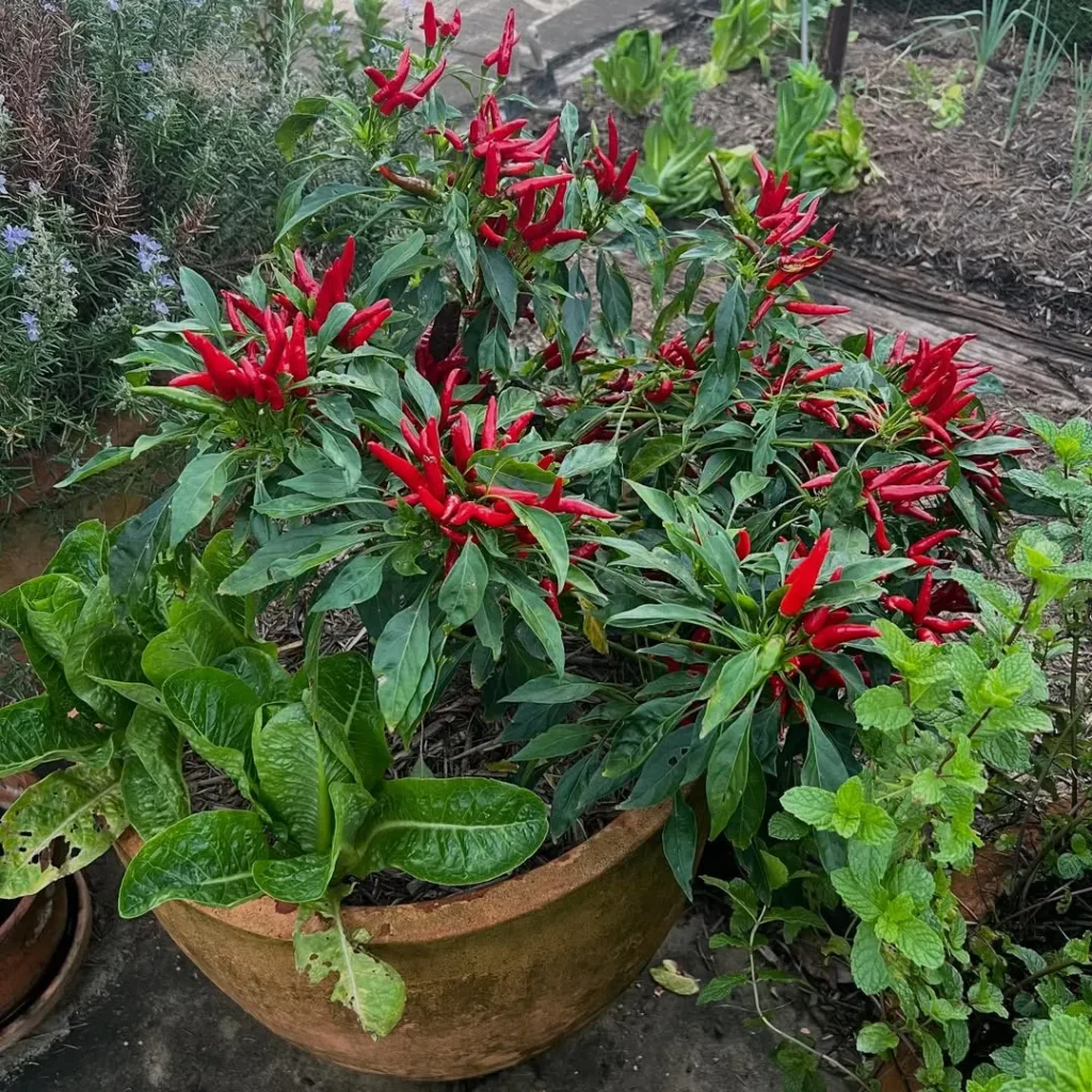 spicy pepper pot gardens