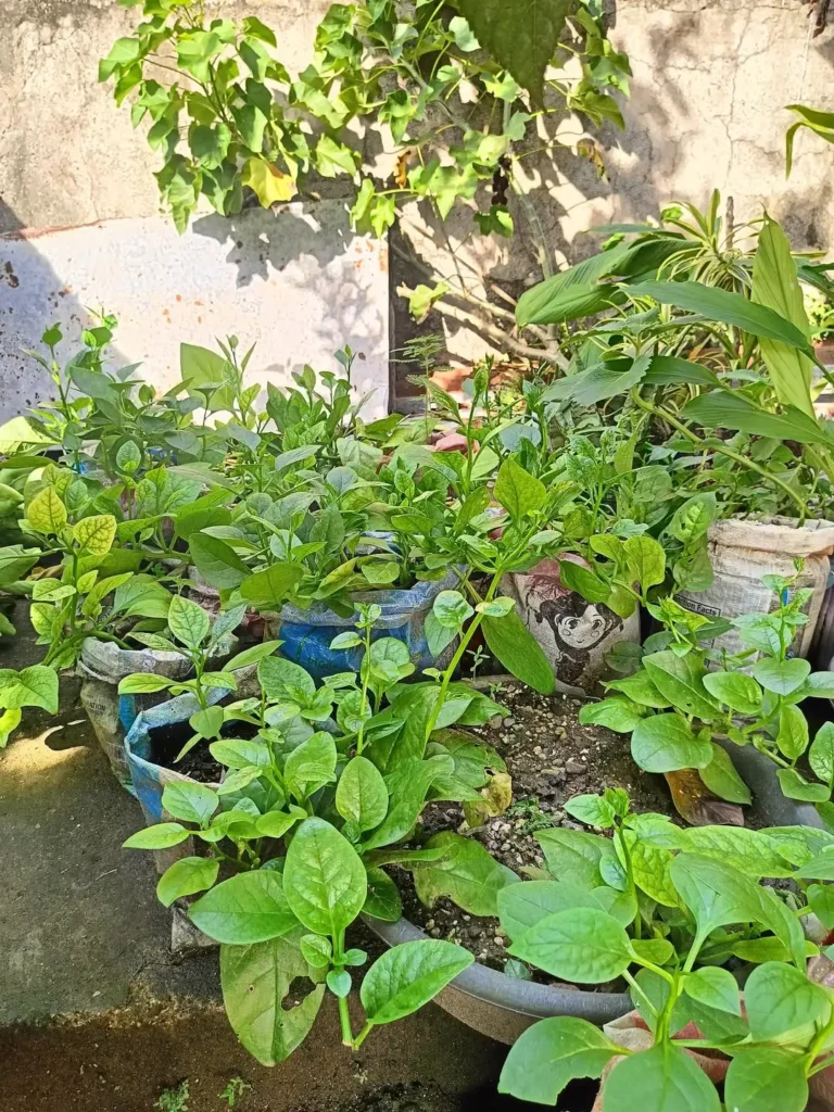 Low Maintenance Vegetable Gardening in Pots Perfect for Busy Gardeners spinach plants in pots