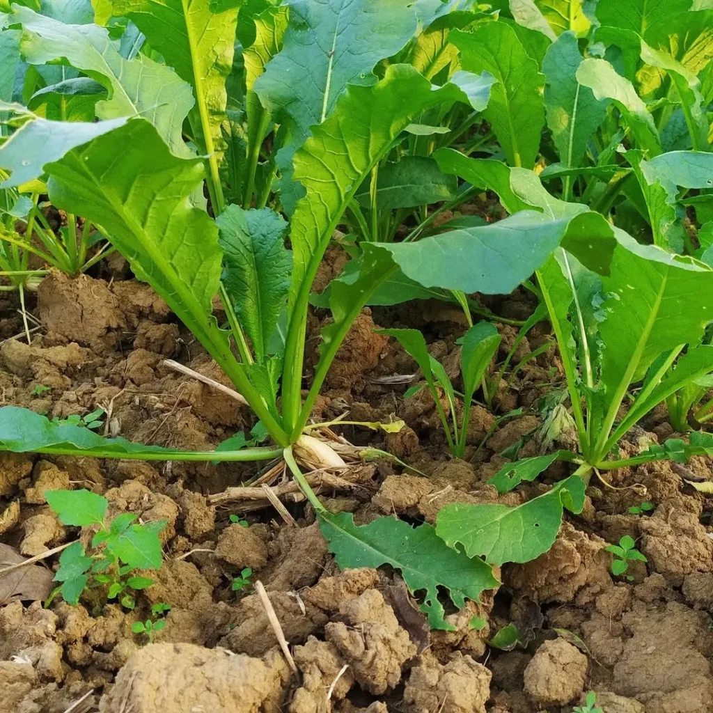 square radish gardening