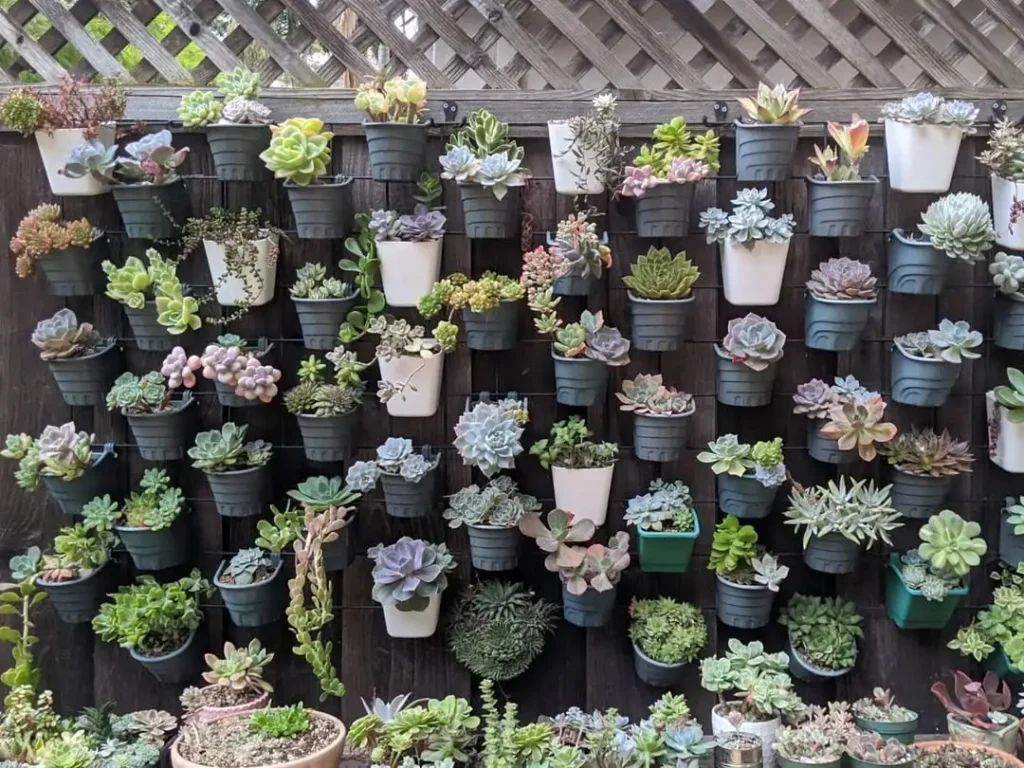 succulent wall planter
