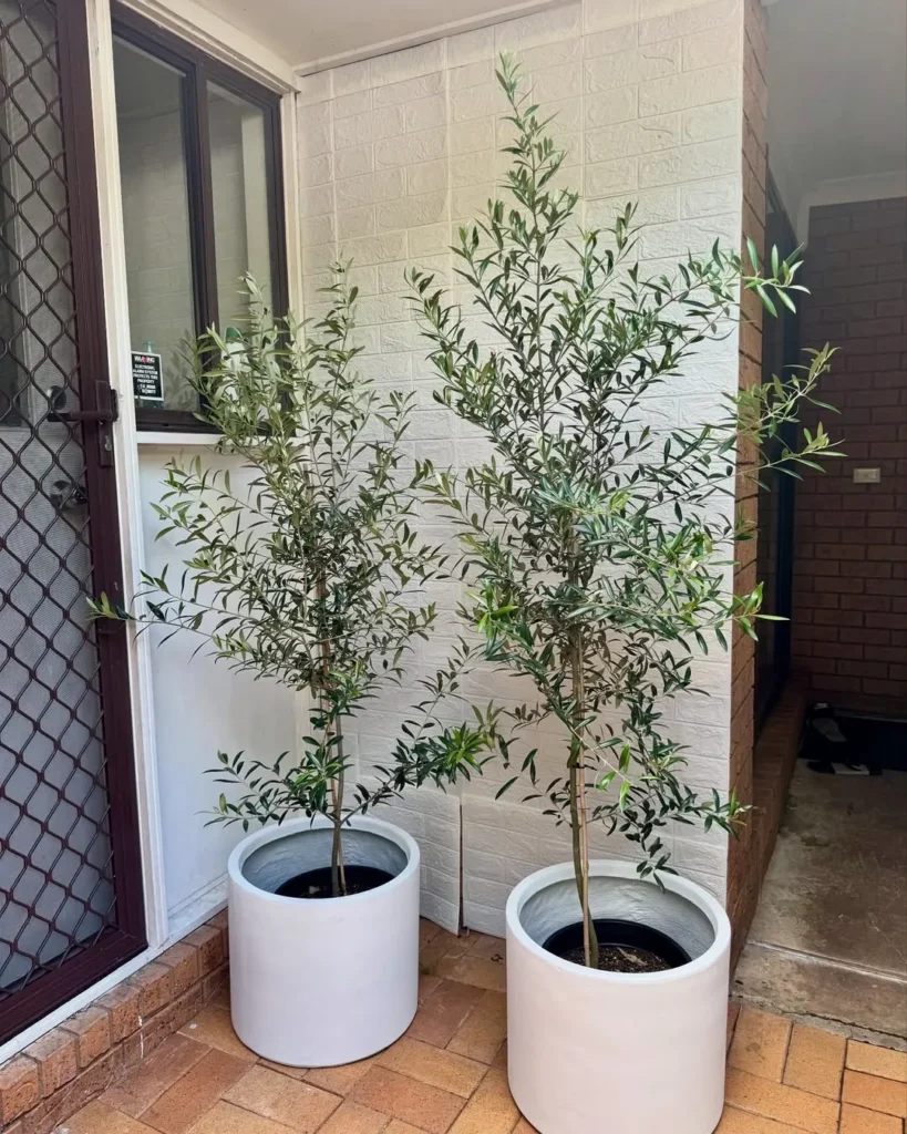 sunny olive tree planters