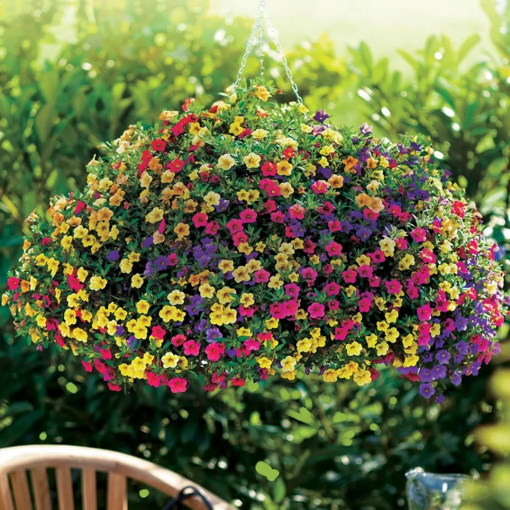 sunny petunia hanging pots