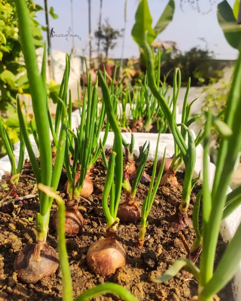 sunny side onions garden