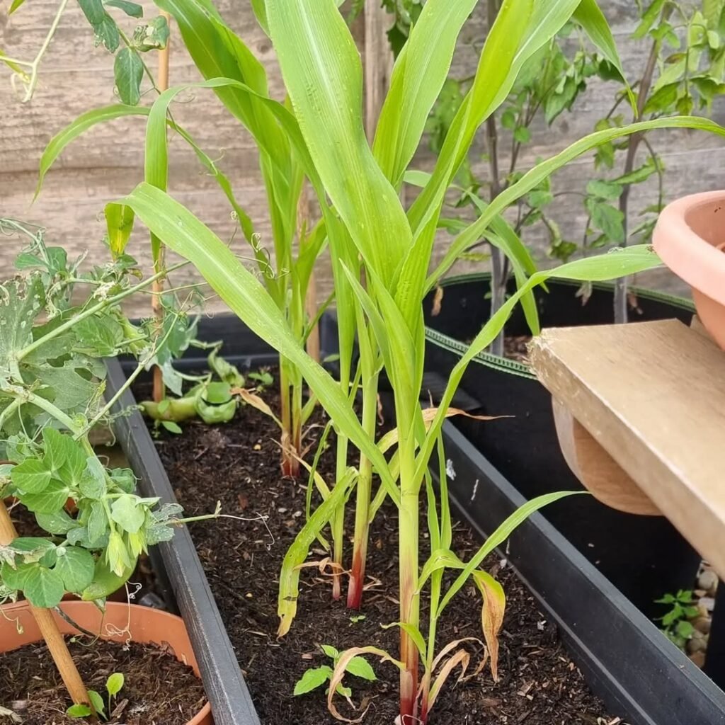 Low Maintenance Vegetable Gardening in Pots Perfect for Busy Gardeners sweet corn plants in pots