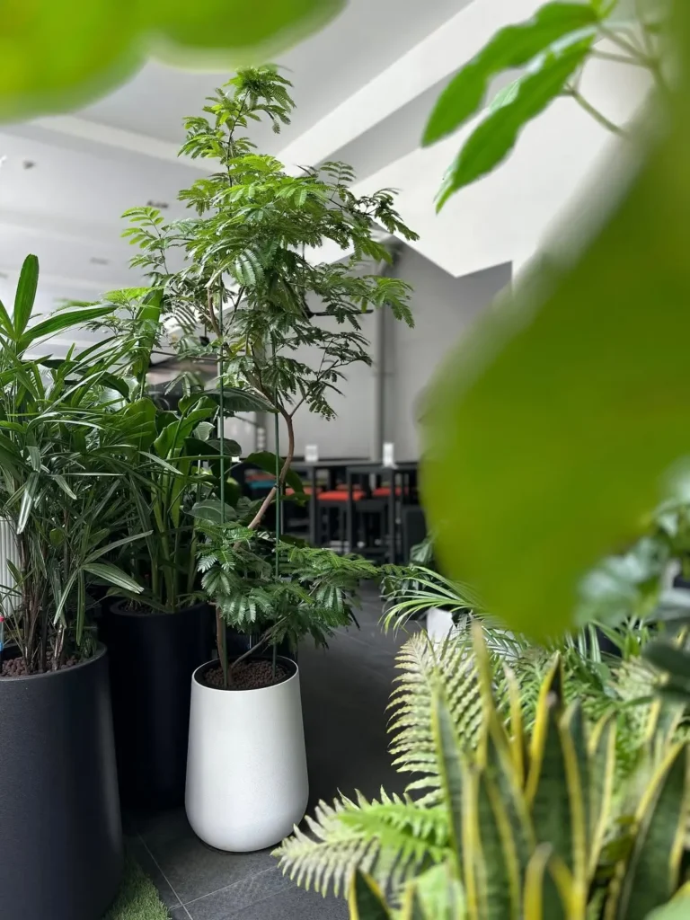 tall curvy everfresh trees to beautify potted trees