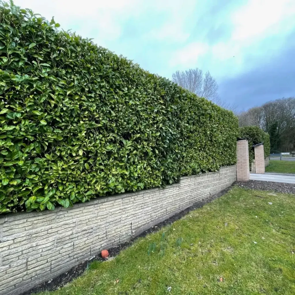 tall plants for fence privacy