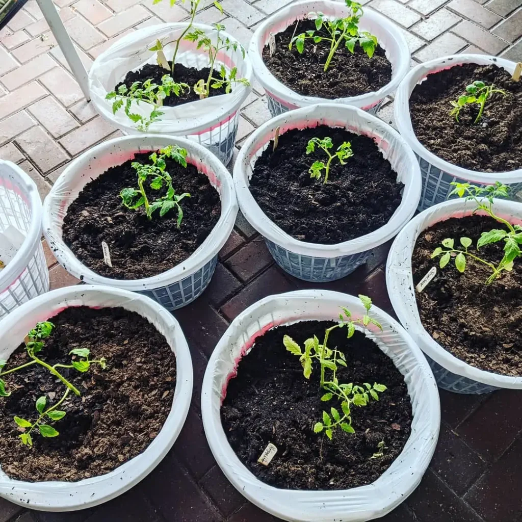 tangy tomato container harvests