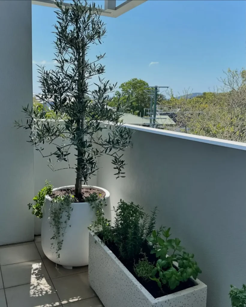 terrazzo large pot+ large olive tree