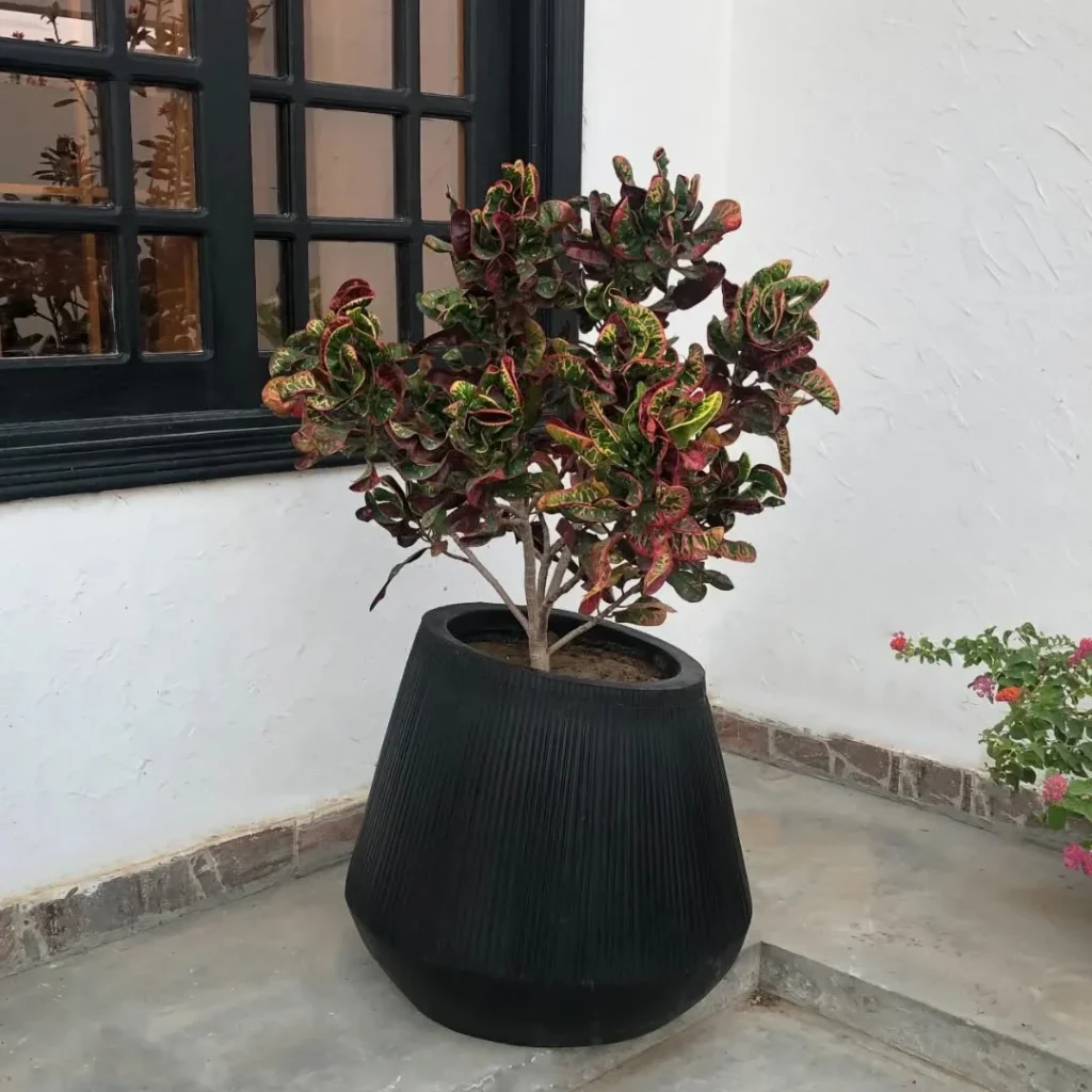 the linea planter in matt black and cream colors (1)