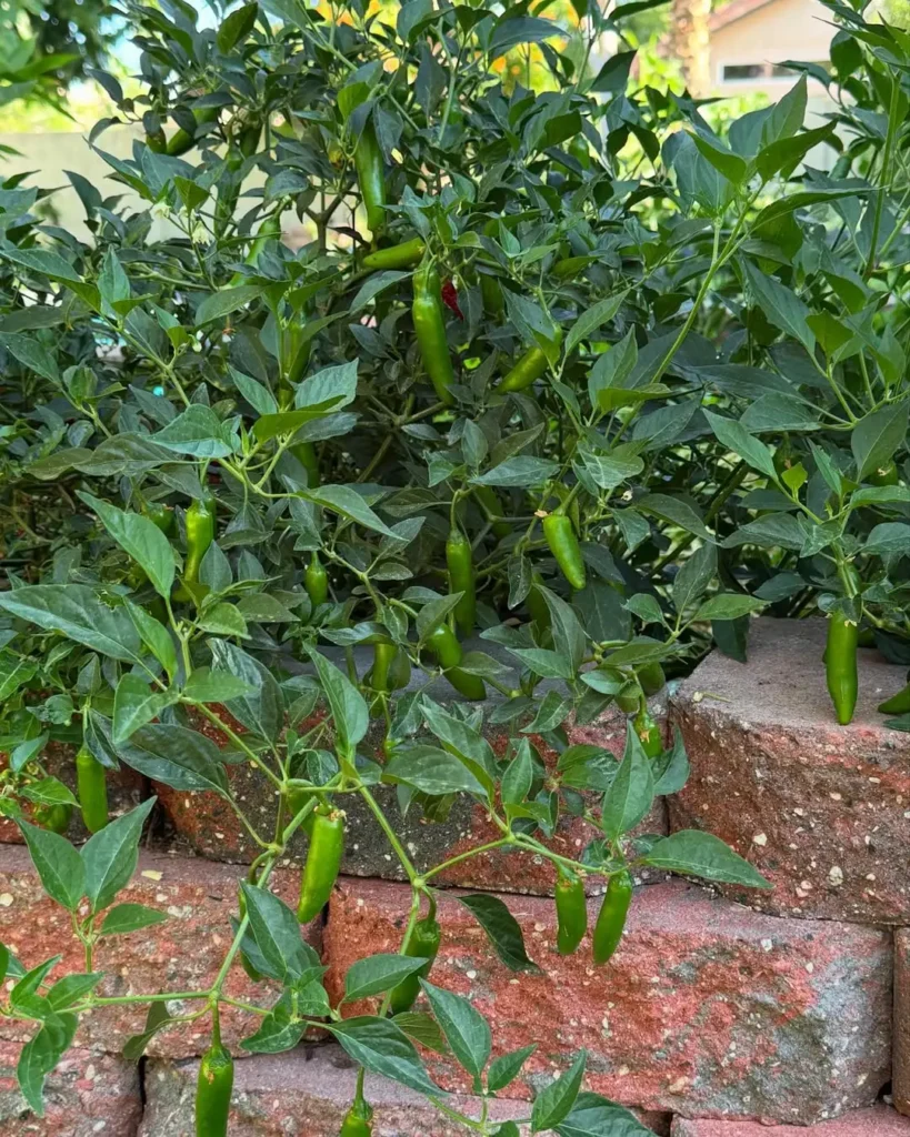 the rooted pepper garden