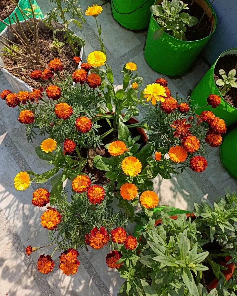 thriving marigold flower pots