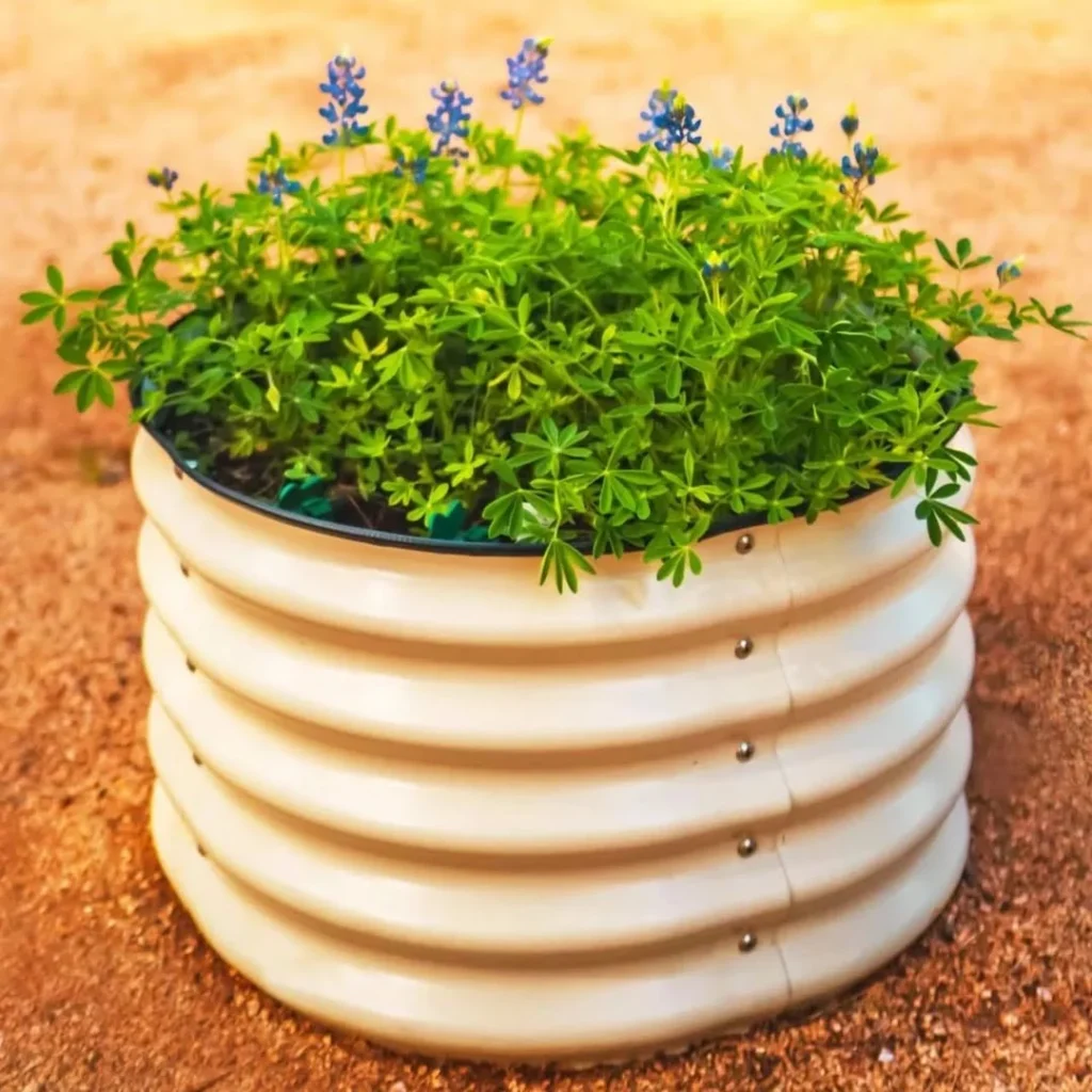 thyme sanctuary plant