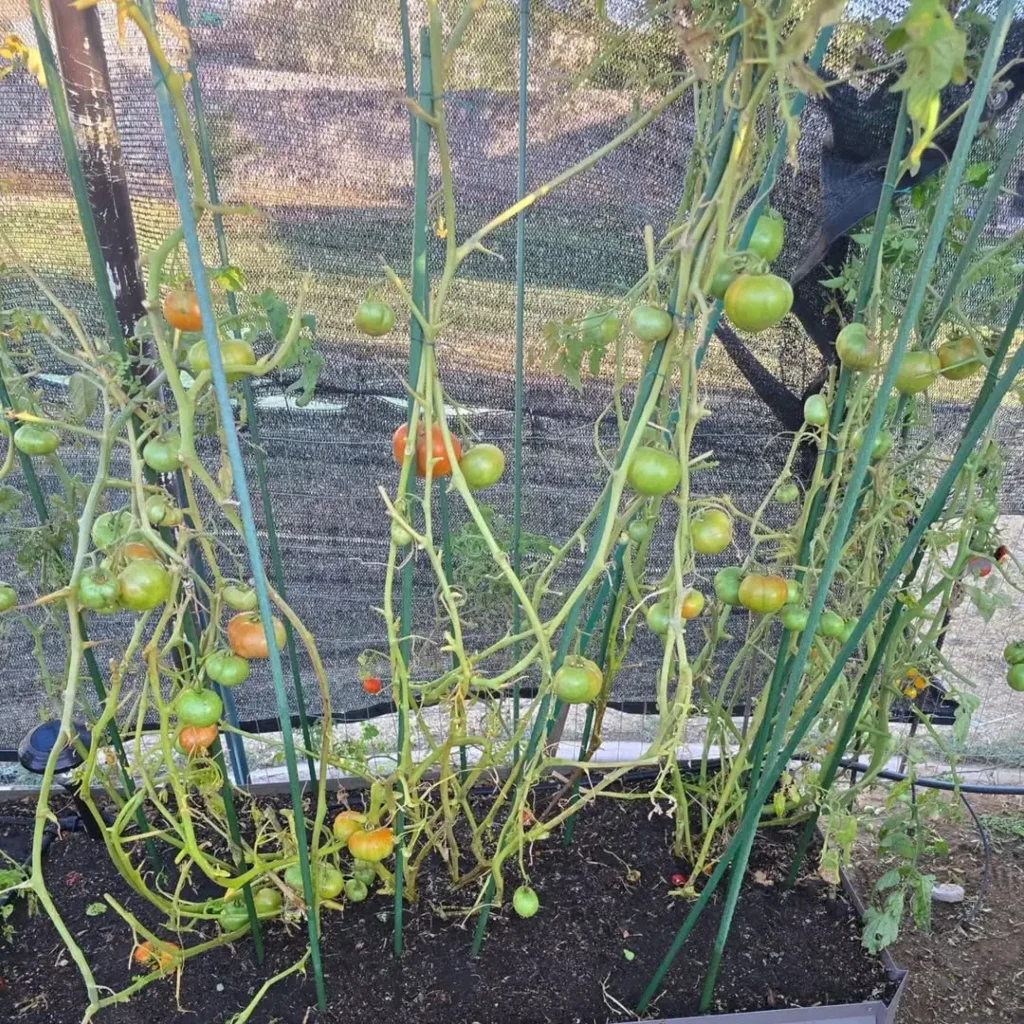 tomato plant