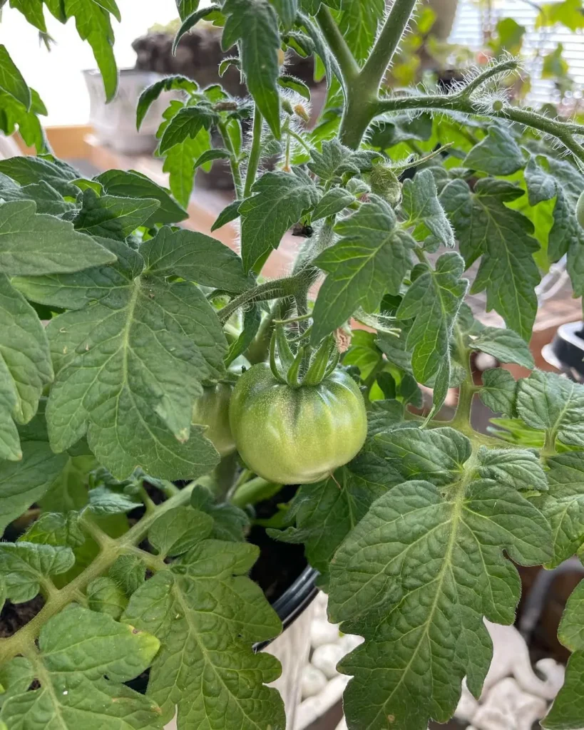 Low Maintenance Vegetable Gardening in Pots Perfect for Busy Gardeners tomato plants in pots