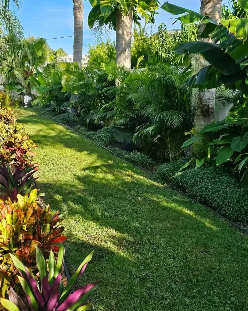 tropical plants for fence screens