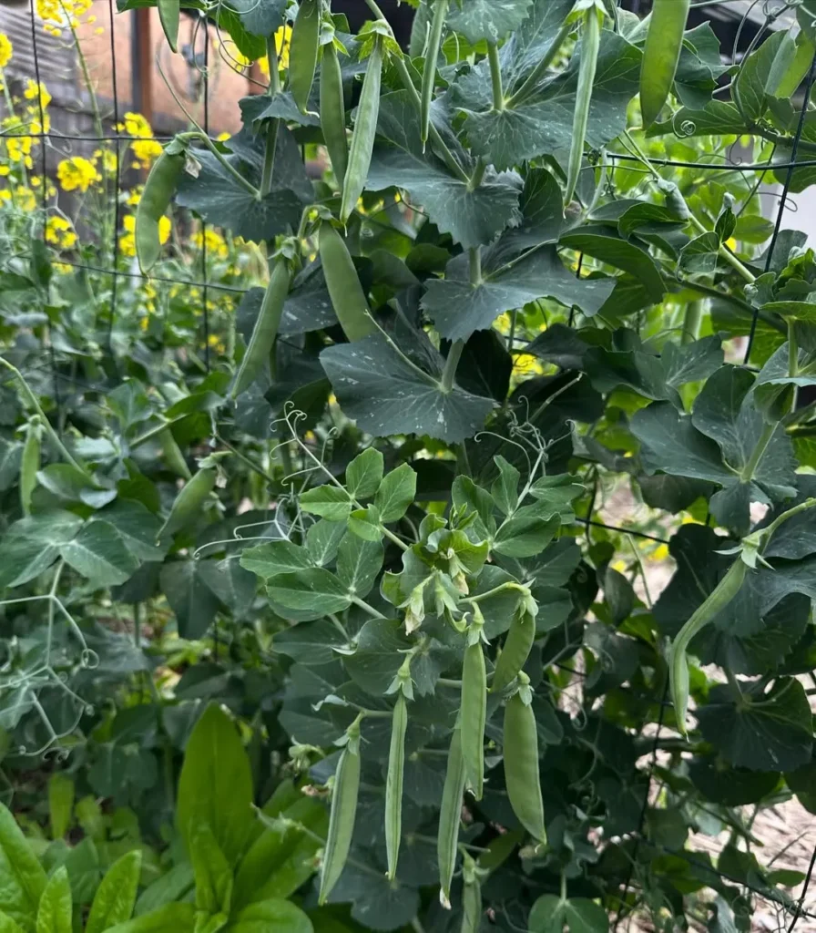 veggie wonderland peas